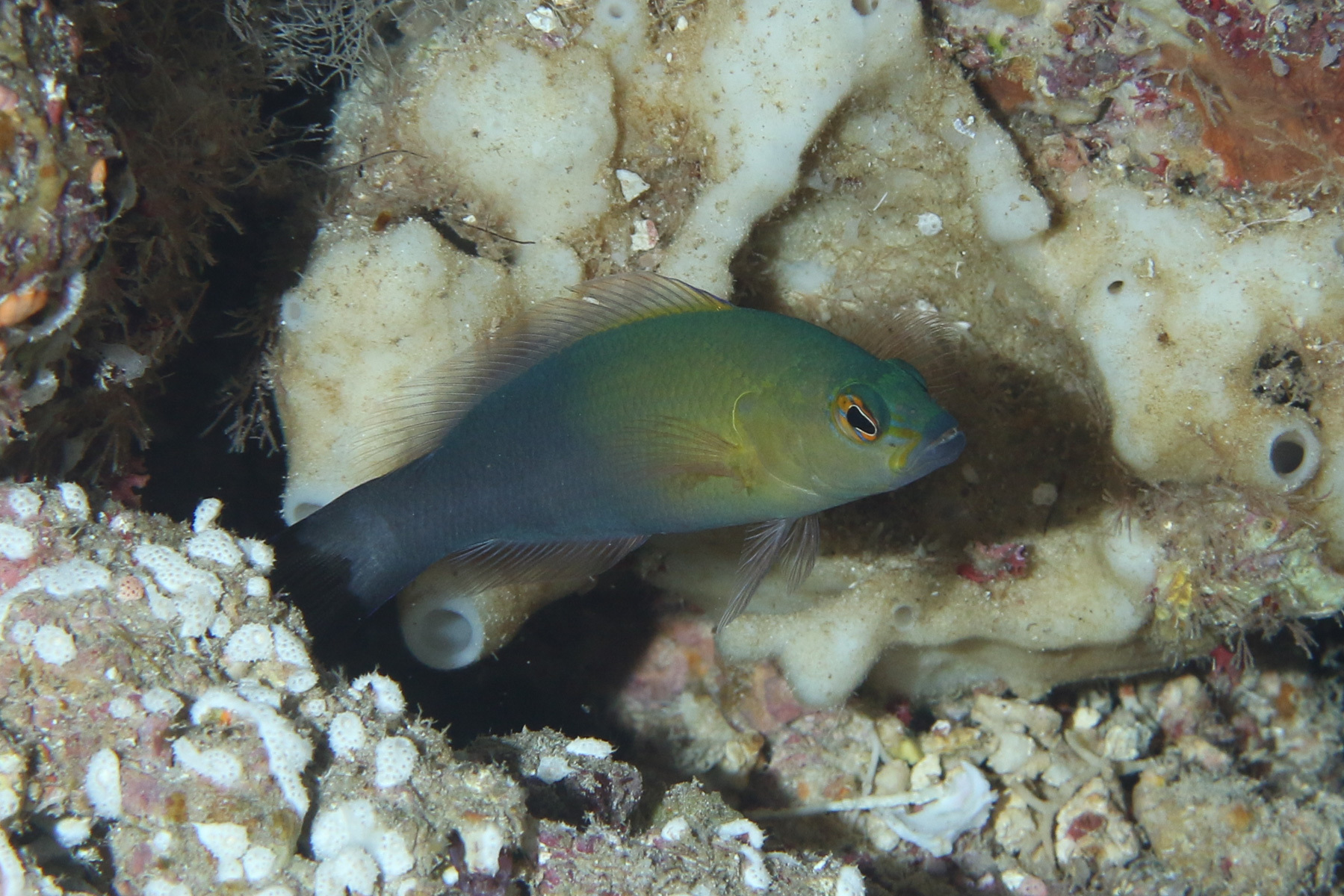 ภาพ ปลาดอตตี้แบ็ค dixurus (Pseudochromis dixurus)