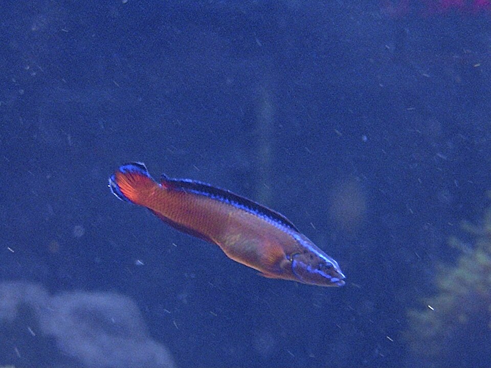 ภาพ ปลาดอตตี้แบ็คแอฟริกาน้ำเงินลายเส้น (Pseudochromis dutoiti)