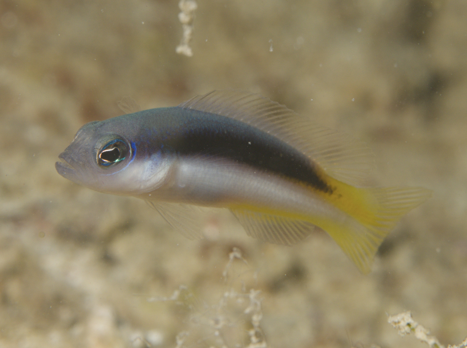 ภาพ ปลาดอตตี้แบ็ค eichleri (Pseudochromis eichleri)