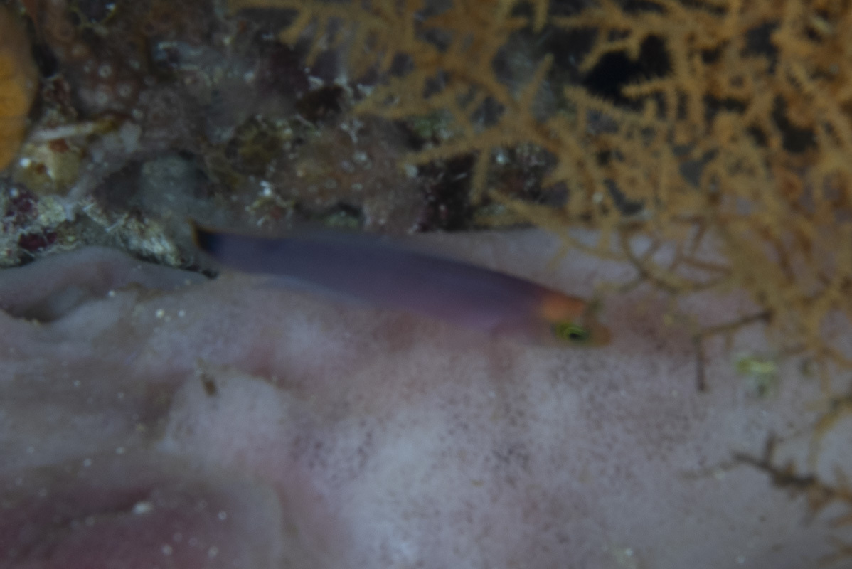 ภาพ ปลาดอตตี้แบ็ค elongatus (Pseudochromis elongatus)