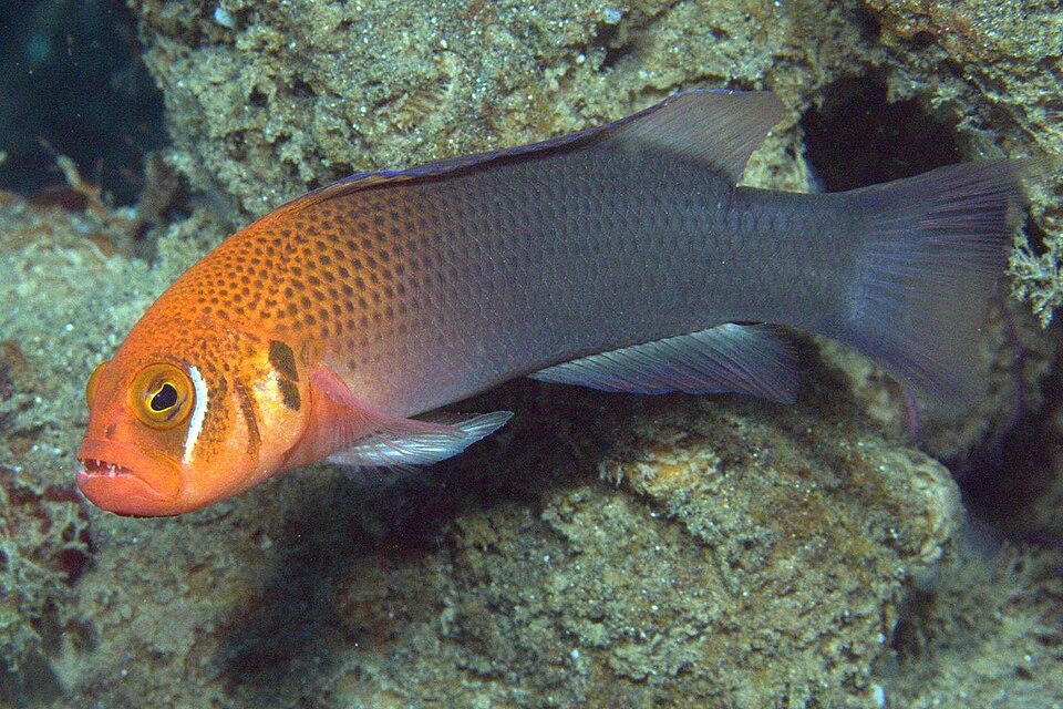 ภาพ ปลาดอตตี้แบ็ค erdmanni (Pseudochromis erdmanni)