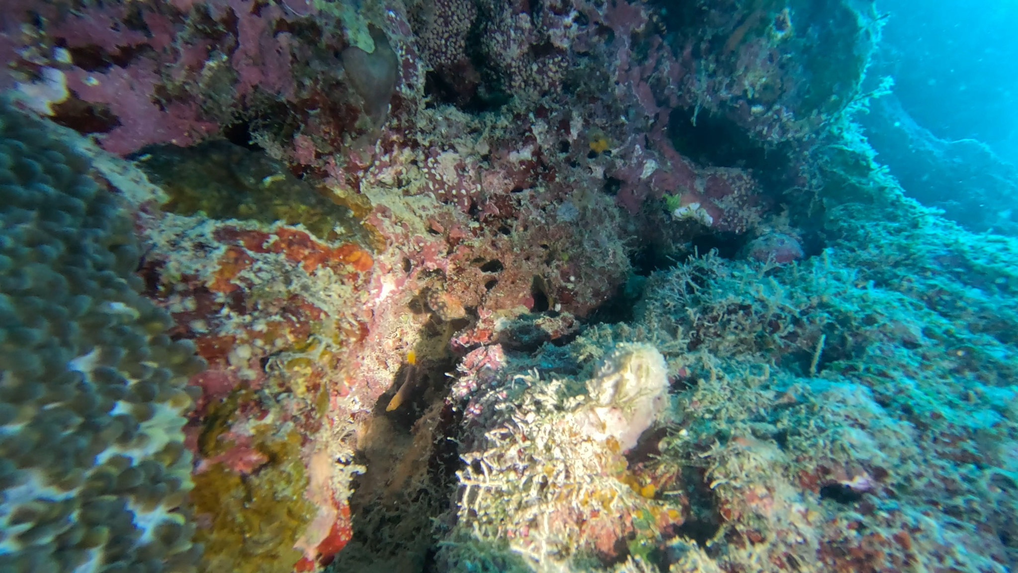 ภาพ ปลาดอตตี้แบ็ค flammicauda (Pseudochromis flammicauda)