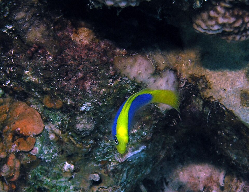 ภาพ ปลาดอตตี้แบ็คอรุณ (Pseudochromis flavivertex)