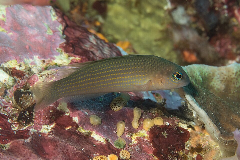 ภาพ ปลาดอตตี้แบ็คเหลืองลายจุด (Pseudochromis flavopunctatus)