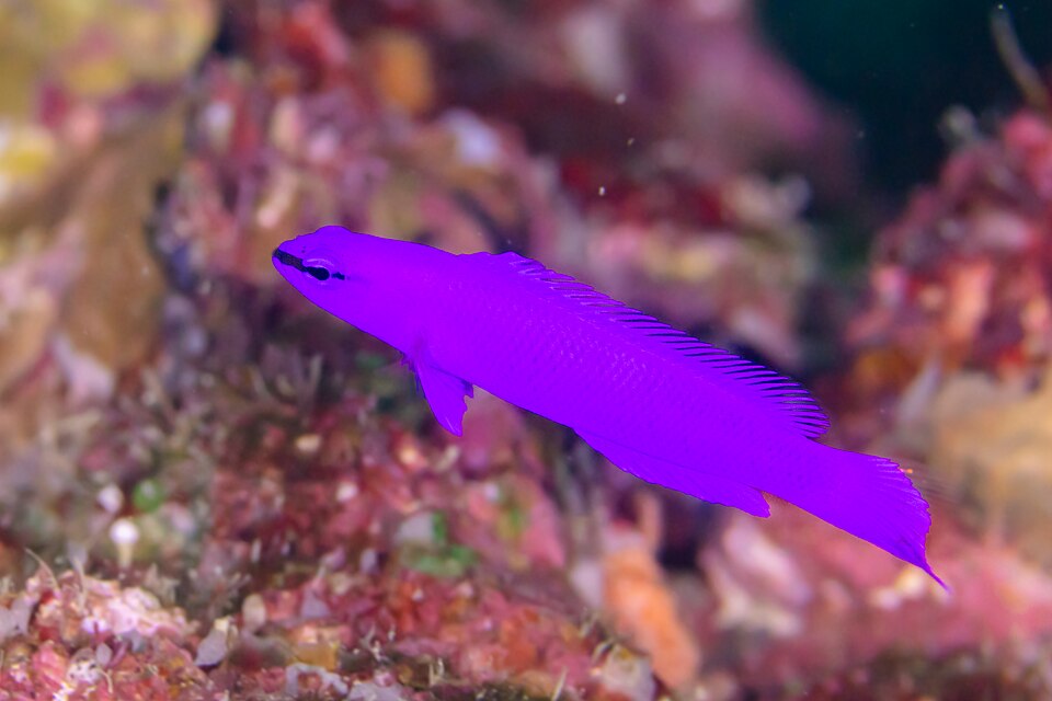 ภาพ ปลาดอตตี้แบ็คม่วงฟริดแมน (Pseudochromis fridmani)