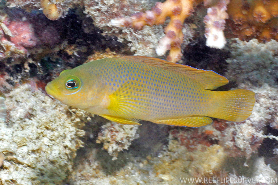 ภาพ ปลาดอตตี้แบ็คน้ำตาล (Pseudochromis fuscus)