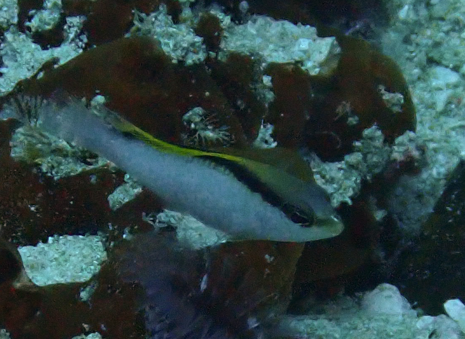 ภาพ ปลาดอตตี้แบ็ค jace (Pseudochromis jace)