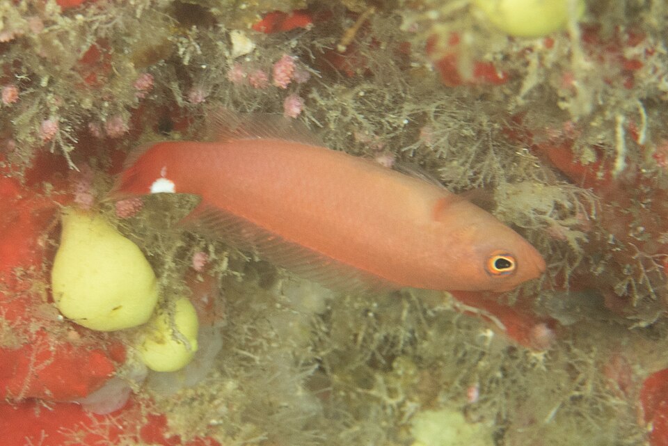ภาพ ปลาดอตตี้แบ็คจุด (Pseudochromis jamesi)