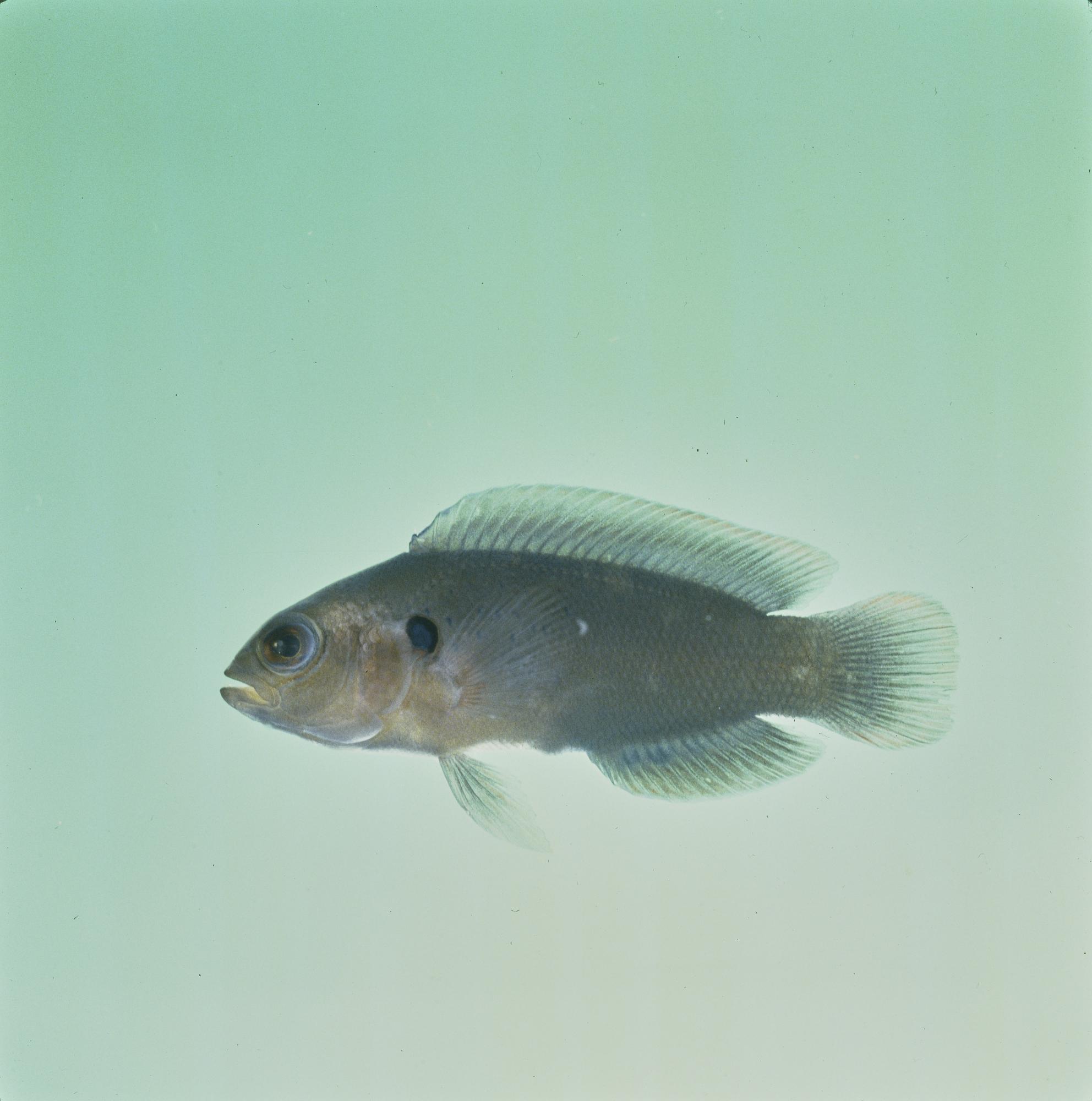 ภาพ ปลาดอตตี้แบ็คเทียมเขียวมะกอก (Pseudochromis linda)