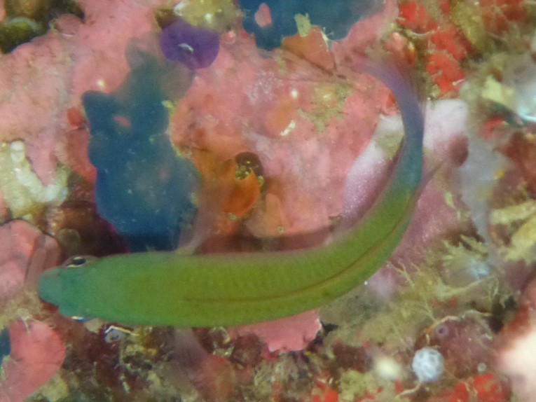 ภาพ ปลาดอตตี้แบ็ค litus (Pseudochromis litus)