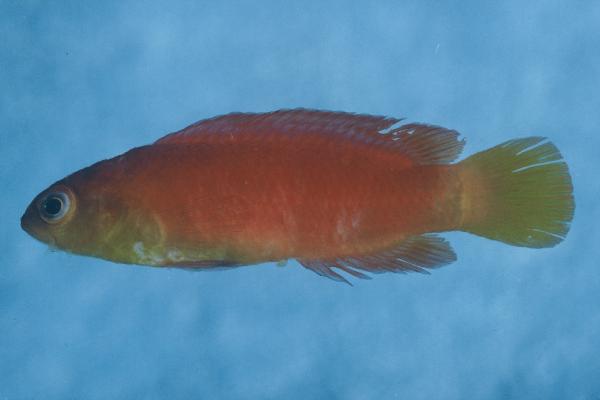 ภาพ ปลาดอตตี้แบ็คม่วง (Pseudochromis luteus)