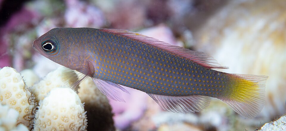 ภาพ ปลาดอตตี้แบ็ค marshallensis (Pseudochromis marshallensis)