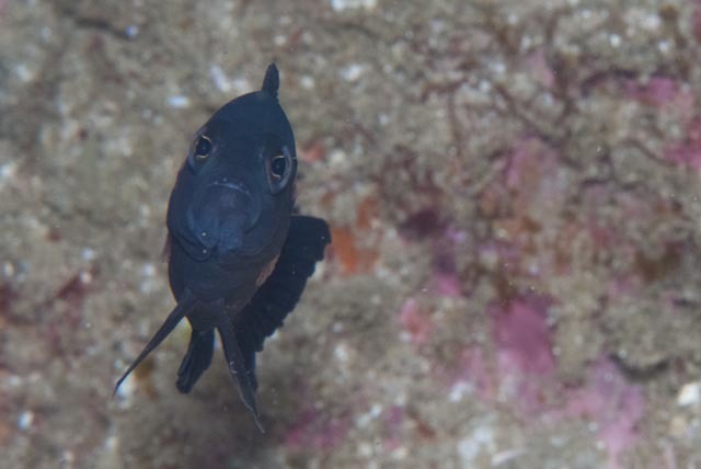 ภาพ ปลาดอตตี้แบ็คเข้ม (Pseudochromis melas)