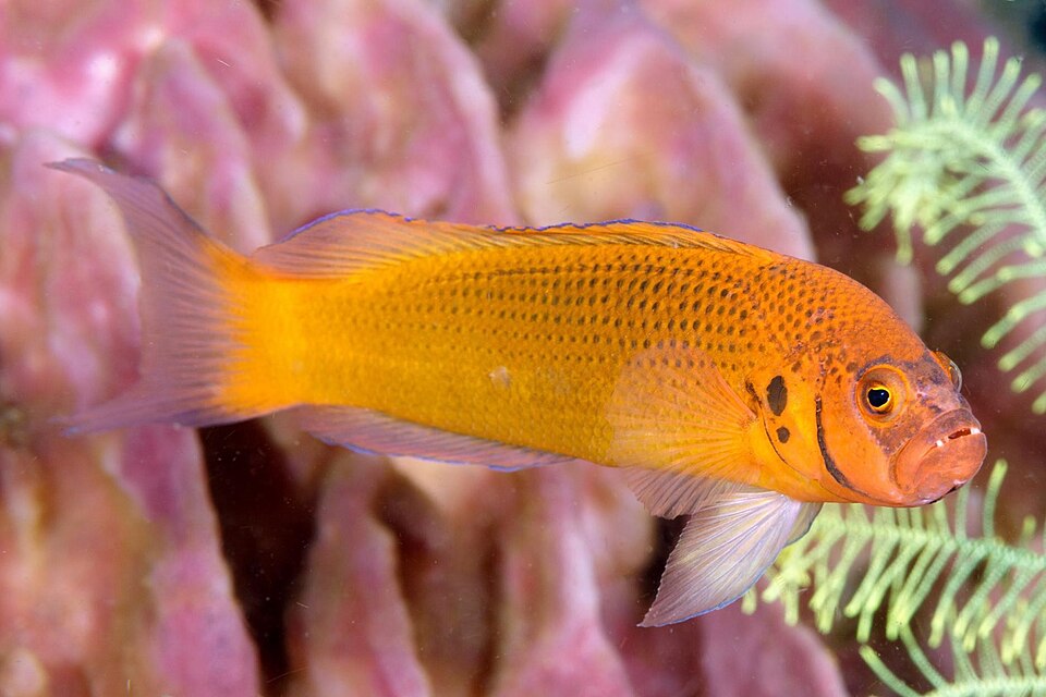 ภาพ ปลาดอตตี้แบ็ค moorei (Pseudochromis moorei)