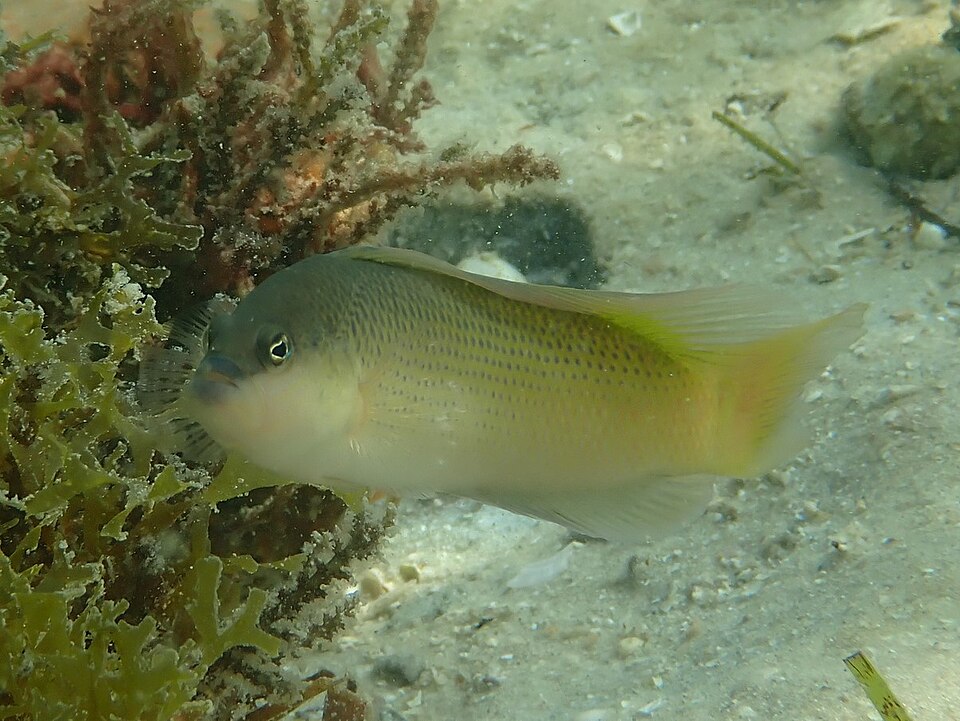 ภาพ ปลาดอตตี้แบ็ค natalensis (Pseudochromis natalensis)