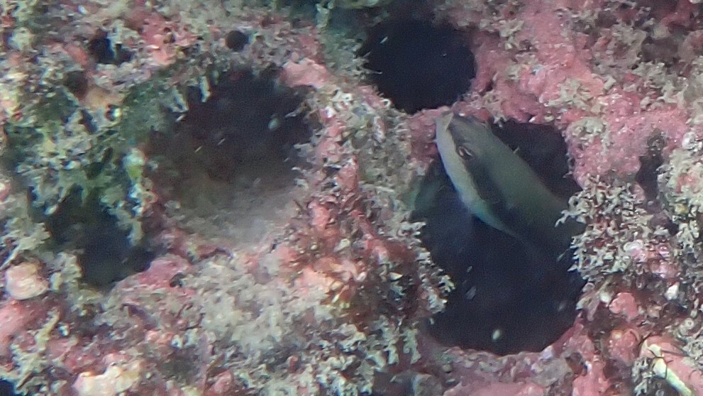 ภาพ ปลาดอตตี้แบ็ค nigrovittatus (Pseudochromis nigrovittatus)