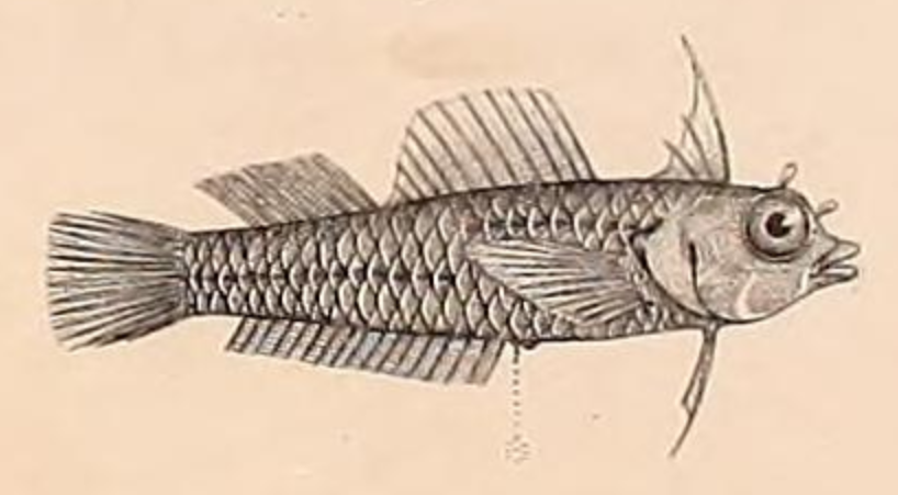 ภาพ ปลาดอตตี้แบ็คเขียวมะกอก (Pseudochromis olivaceus)