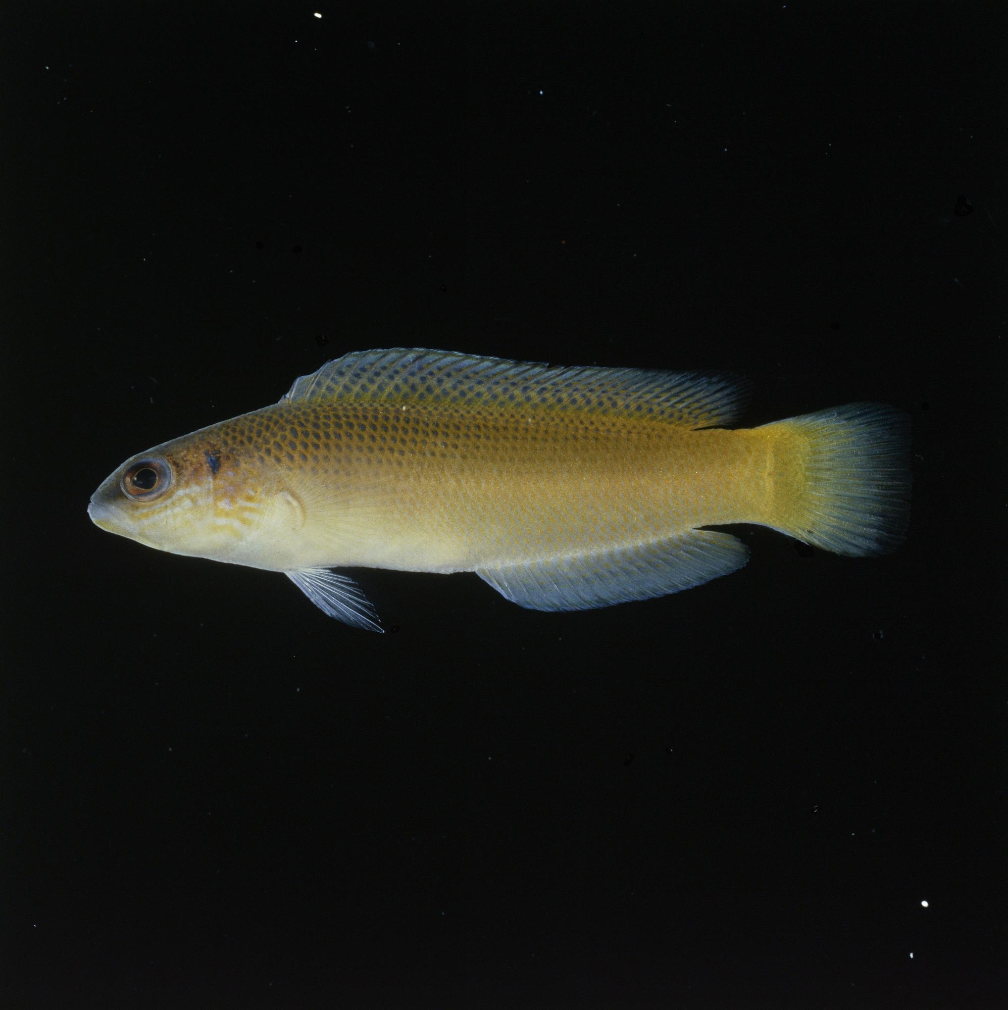ภาพ ปลาดอตตี้แบ็ค omanensis (Pseudochromis omanensis)