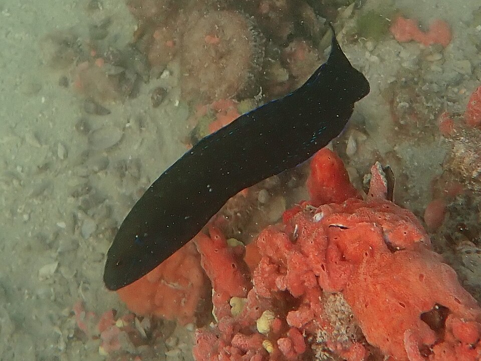 ภาพ ปลาดอตตี้แบ็คน้ำเงินลายจุด (Pseudochromis persicus)