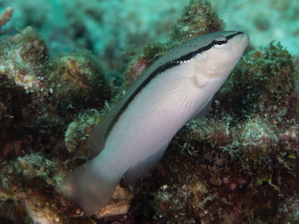 ภาพ ปลาดอตตี้แบ็ค perspicillatus (Pseudochromis perspicillatus)