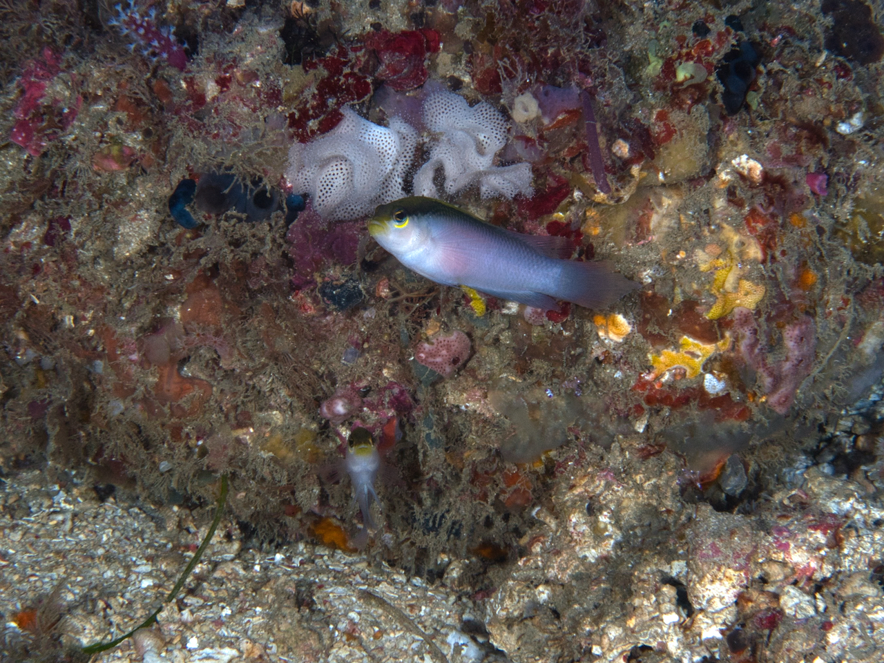 ภาพ ปลาดอตตี้แบ็ค pictus (Pseudochromis pictus)