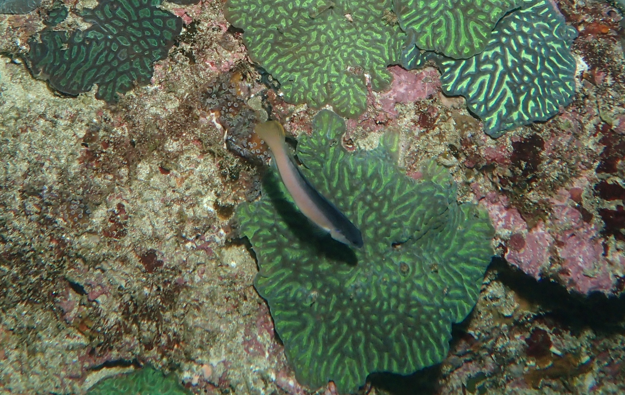 ภาพ ปลาดอตตี้แบ็คดำ (Pseudochromis punctatus)