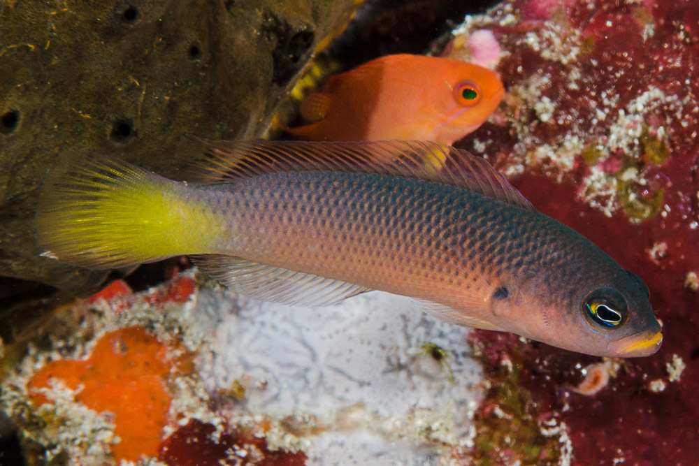 ภาพ ปลาดอตตี้แบ็ค pylei (Pseudochromis pylei)