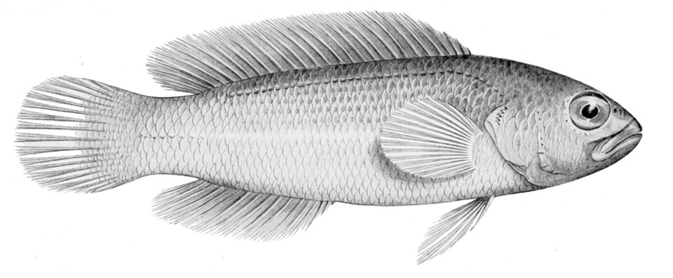 ภาพ ปลาดอตตี้แบ็คหนาม (Pseudochromis quinquedentatus)