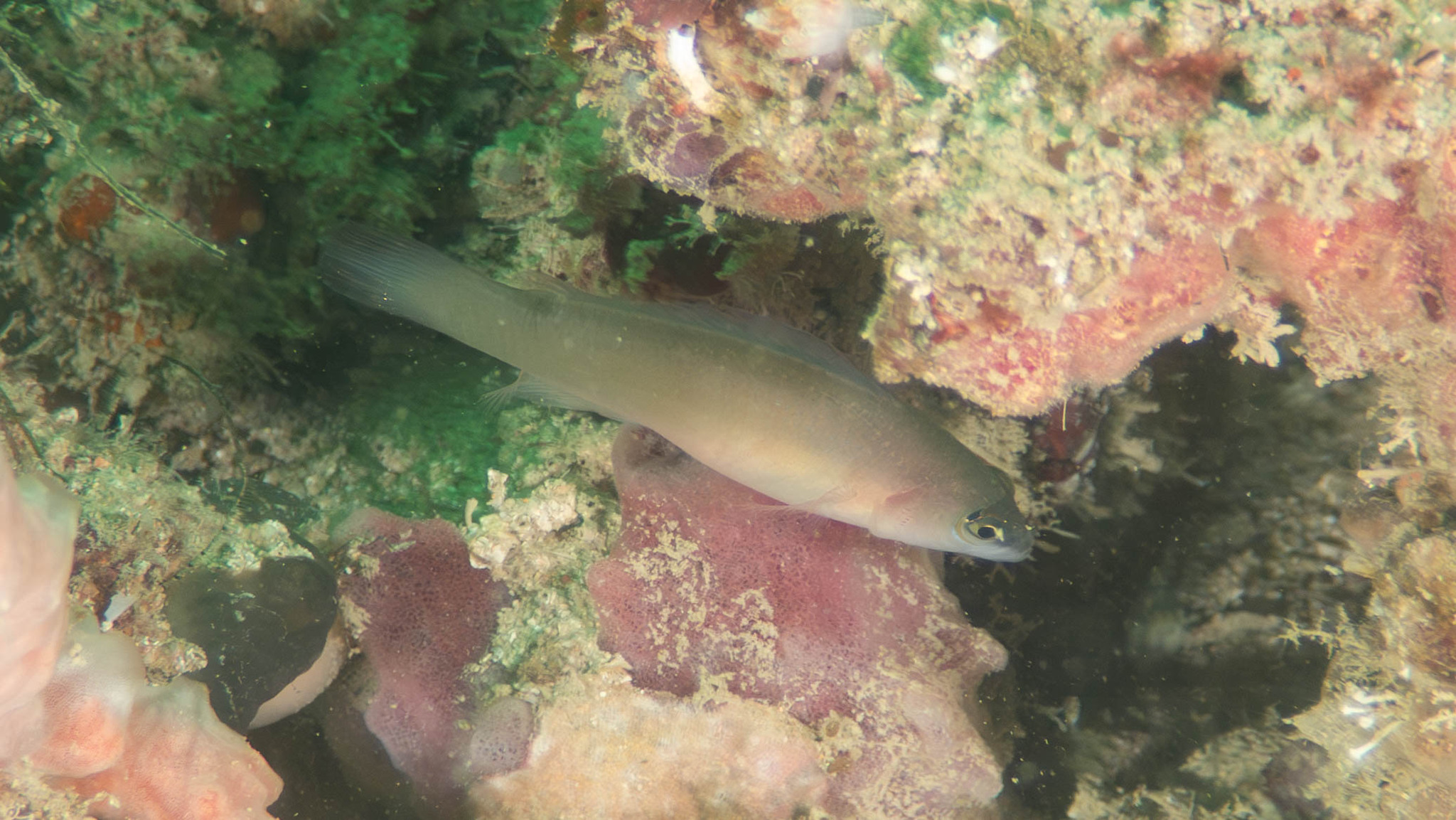 ภาพ ปลาดอตตี้แบ็ค ransonneti (Pseudochromis ransonneti)