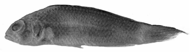 ภาพ ปลาดอตตี้แบ็ค reticulatus (Pseudochromis reticulatus)