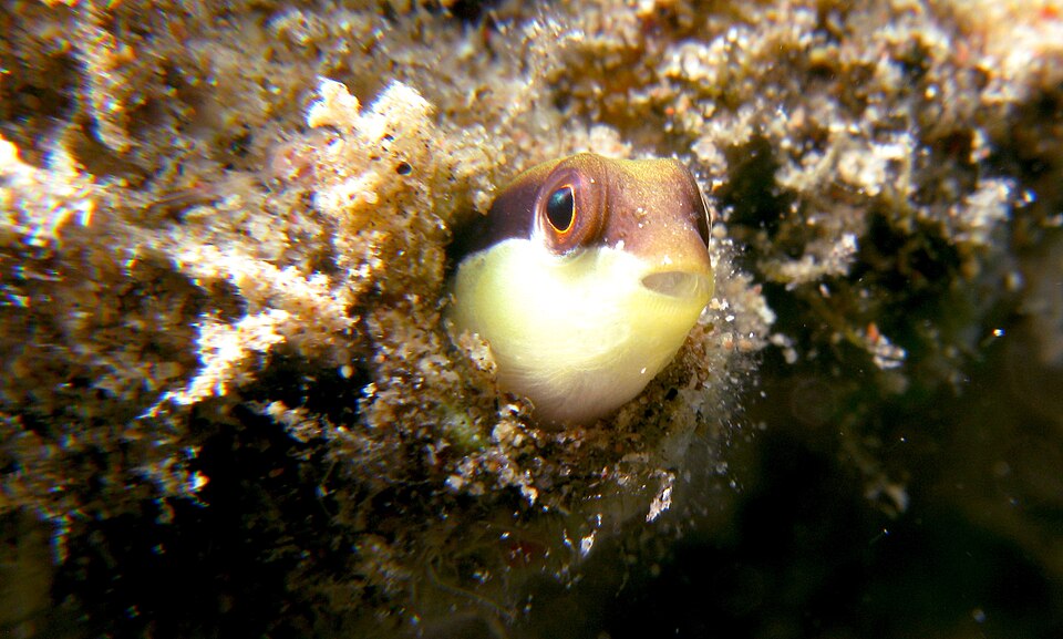 ภาพ ปลาดอตตี้แบ็ค sankeyi (Pseudochromis sankeyi)