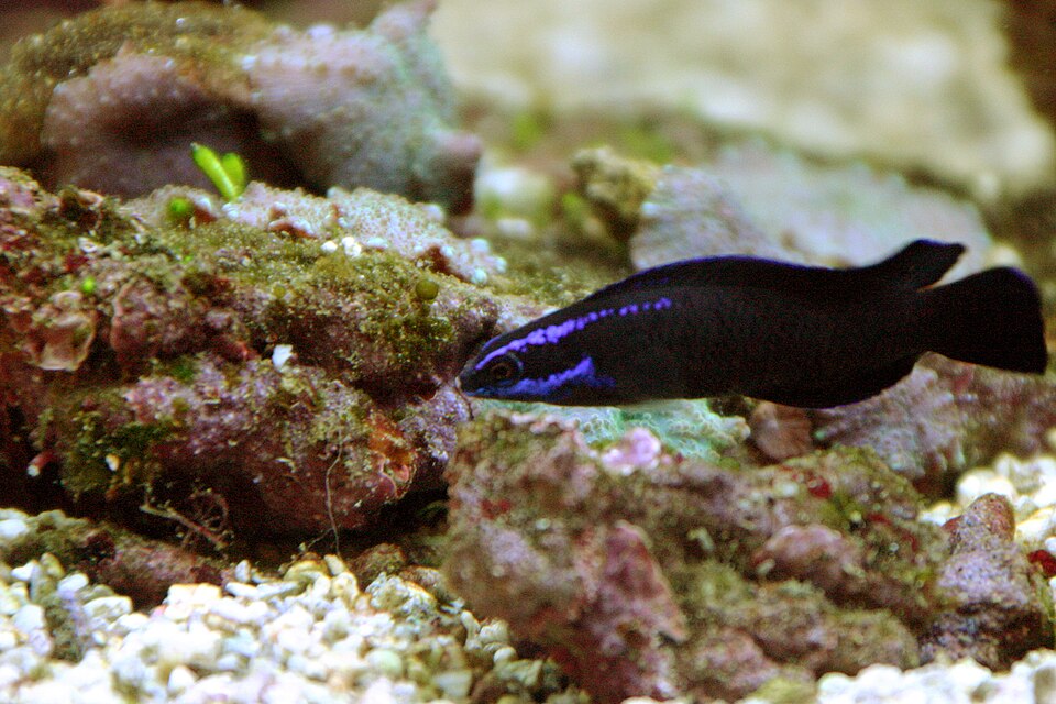ภาพ ปลาดอตตี้แบ็คน้ำเงินลายเส้น (Pseudochromis springeri)