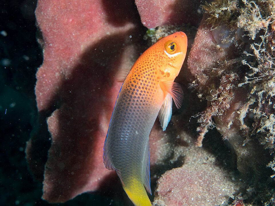 ภาพ ปลาดอตตี้แบ็ค steenei (Pseudochromis steenei)