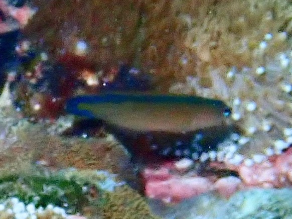 ภาพ ปลาดอตตี้แบ็ค tapeinosoma (Pseudochromis tapeinosoma)