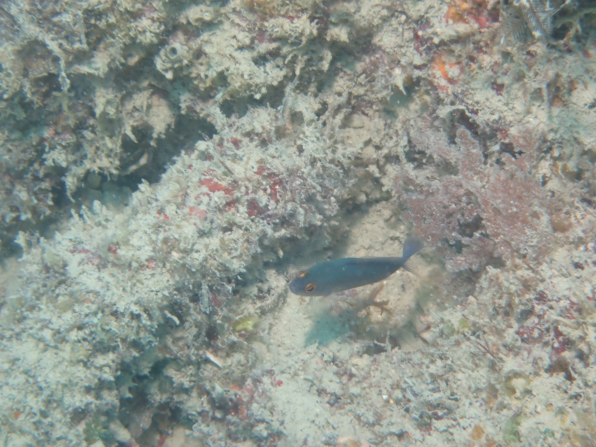 ภาพ ปลาดอตตี้แบ็คครีบเหลือง (Pseudochromis wilsoni)