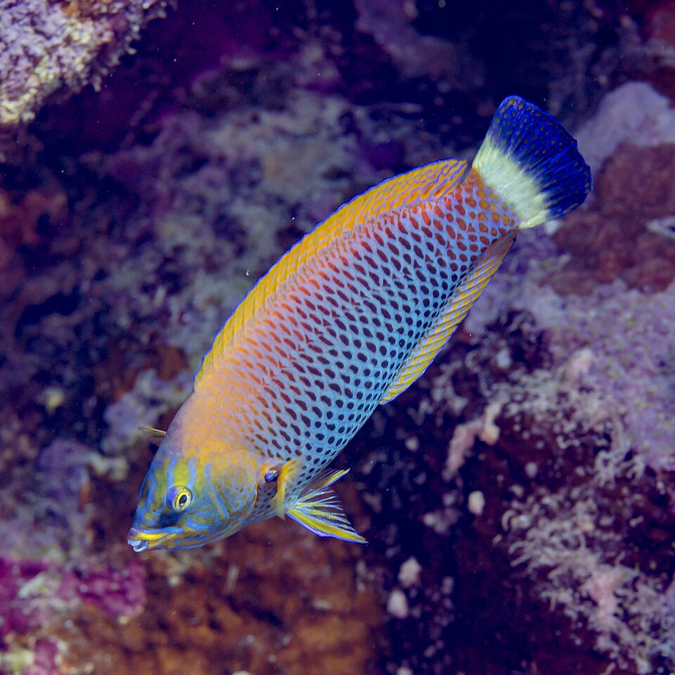 ภาพ ปลานกขุนทอง moluccanus (Pseudodax moluccanus)