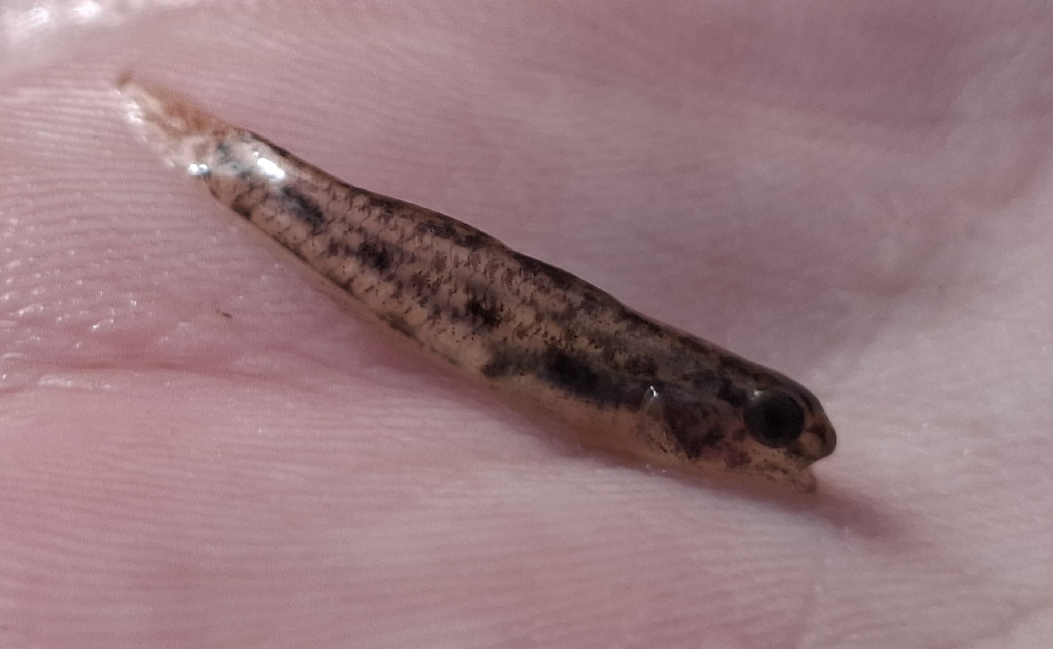 ภาพ ปลาบู่บู่ (Pseudogobius aquilonius)