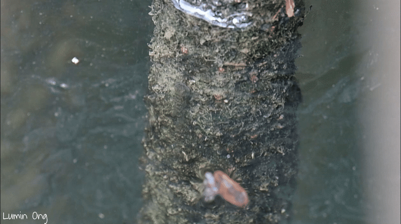 ภาพ ปลาบู่ปากสั้นสีจาง (Pseudogobius avicennia)