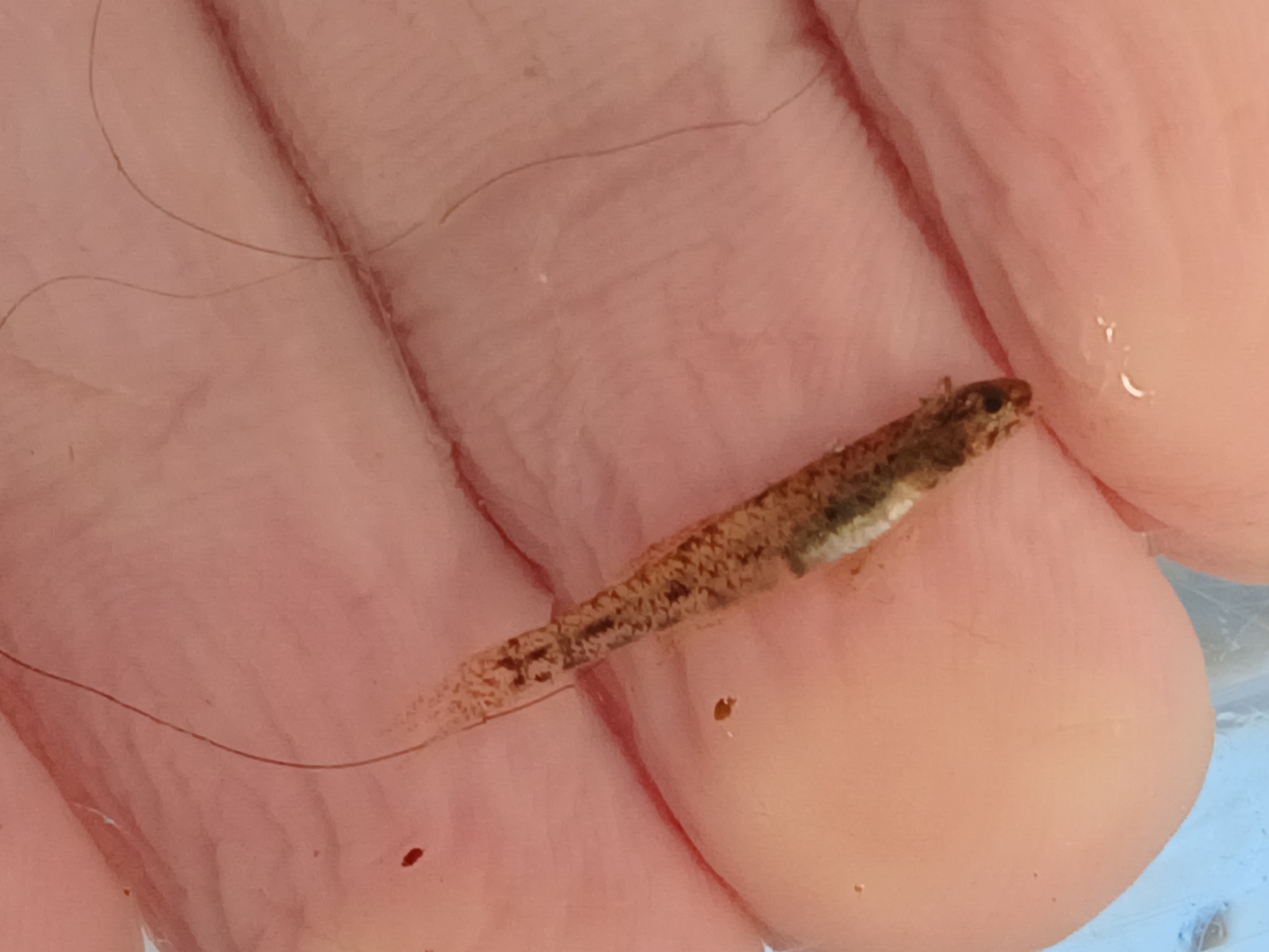 ภาพ ปลาบู่บู่ (Pseudogobius eos)
