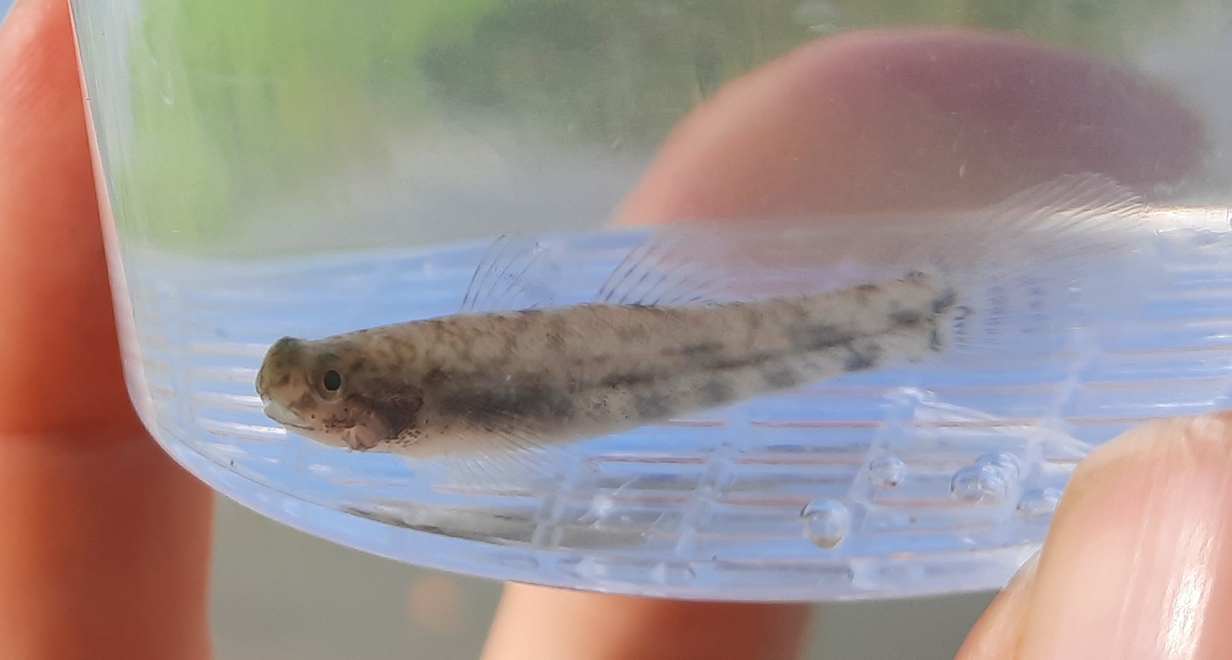 ภาพ ปลาบู่บู่ (Pseudogobius hoesei)