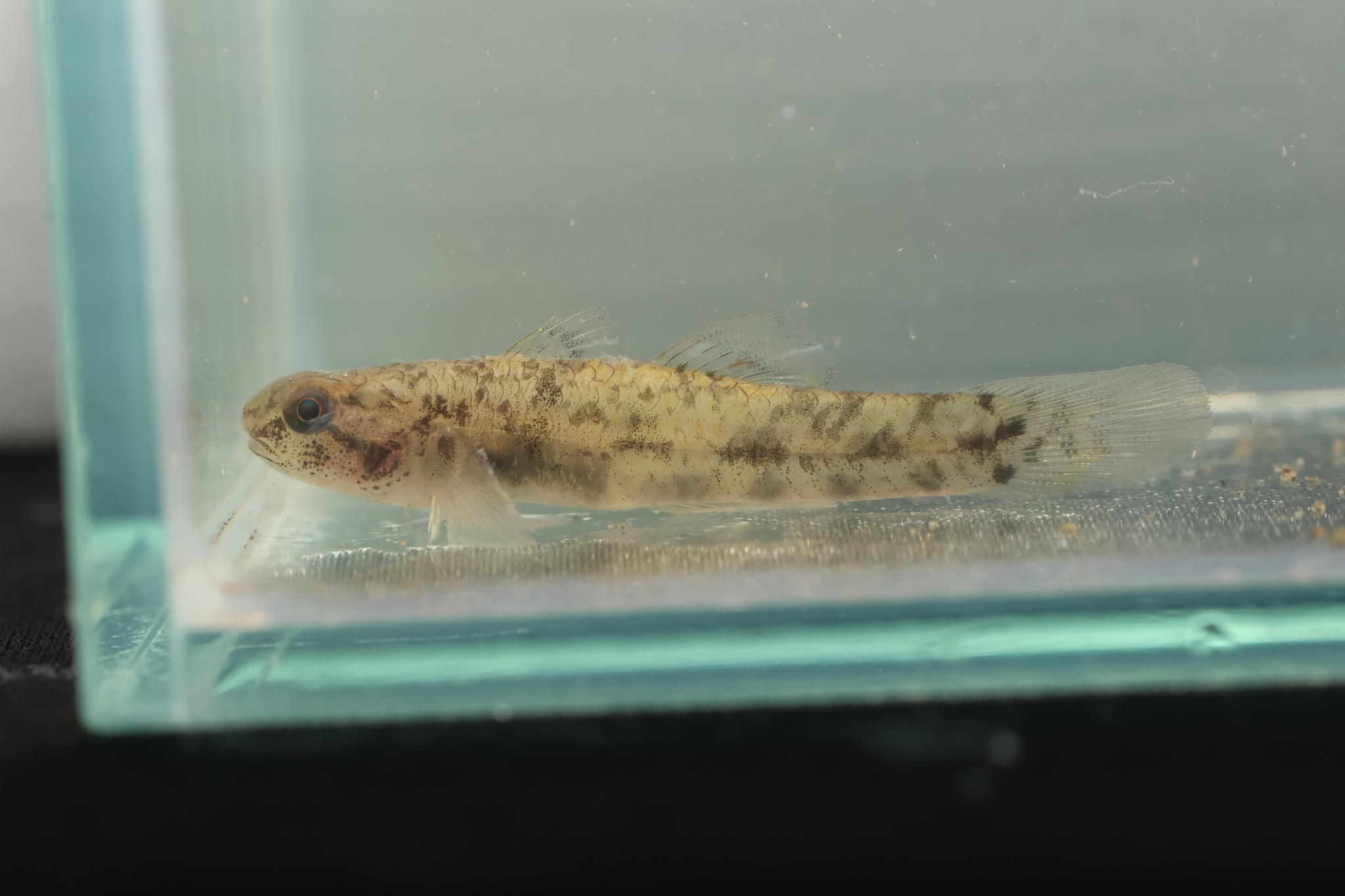 ภาพ ปลาบู่บู่ (Pseudogobius jeffi)