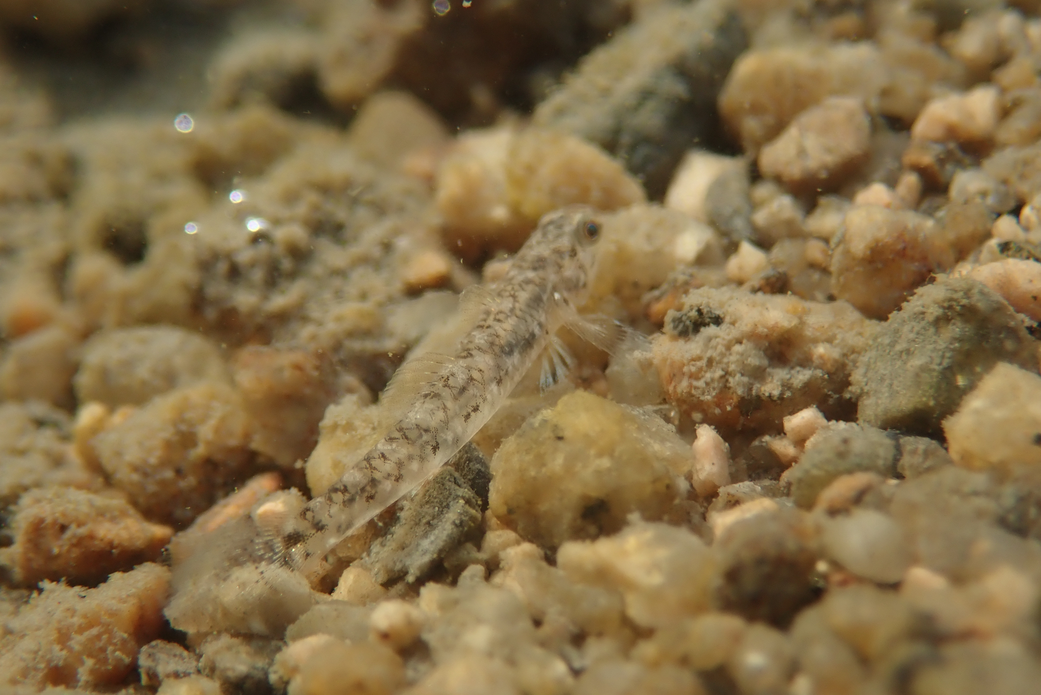 ภาพ ปลาบู่ปากสั้นมาซาโกะ (Pseudogobius masago)