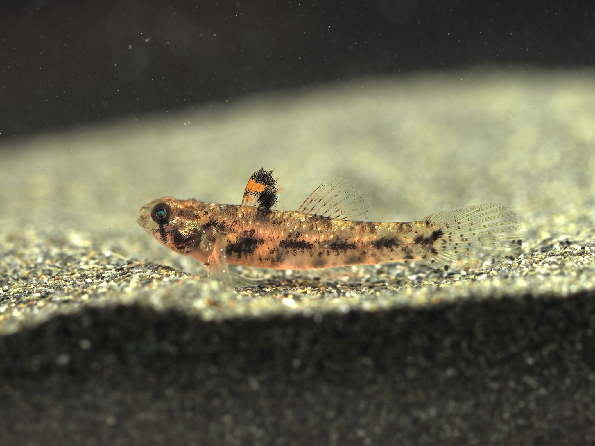 ภาพ ปลาบู่ลายจุดบู่ (Pseudogobius melanostictus)