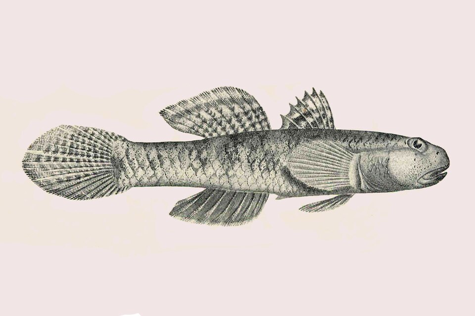ภาพ ปลาบู่น้ำเงินจุดบู่ (Pseudogobius olorum)