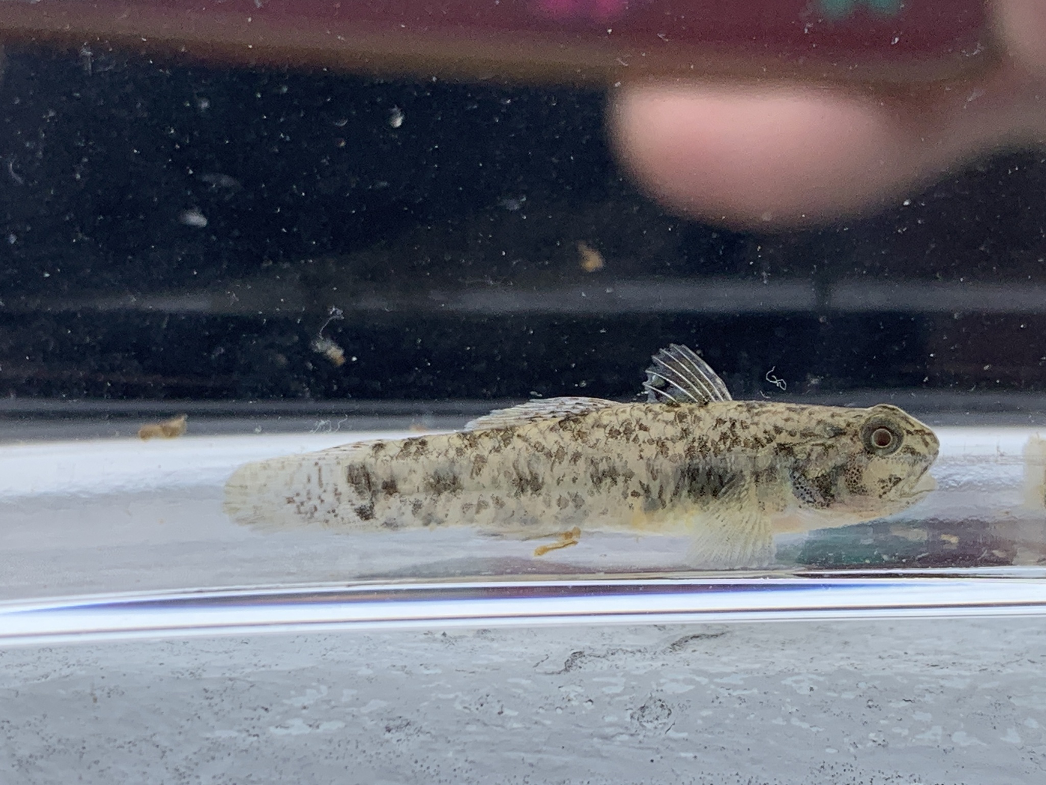 ภาพ ปลาบู่บู่ (Pseudogobius taijiangensis)
