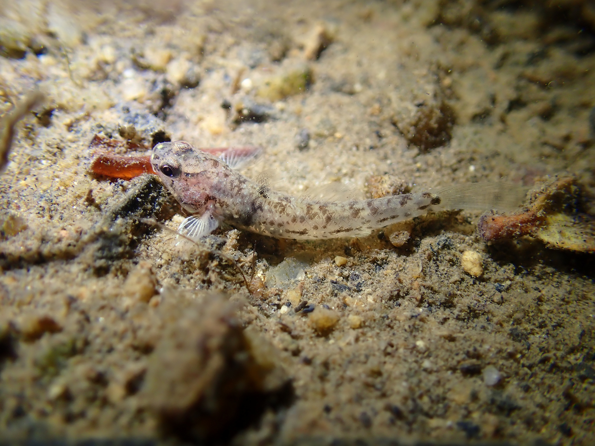 ภาพ ปลาบู่บู่ (Pseudogobius verticalis)