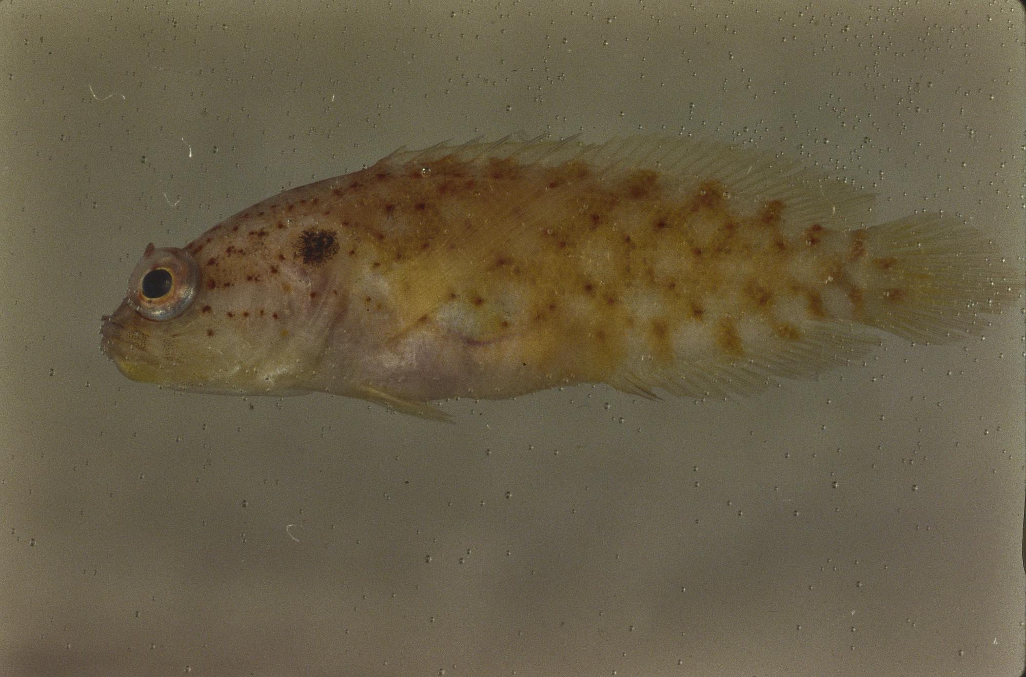 ภาพ ปลากะรังจิ๋ว australis (Pseudogramma australis)