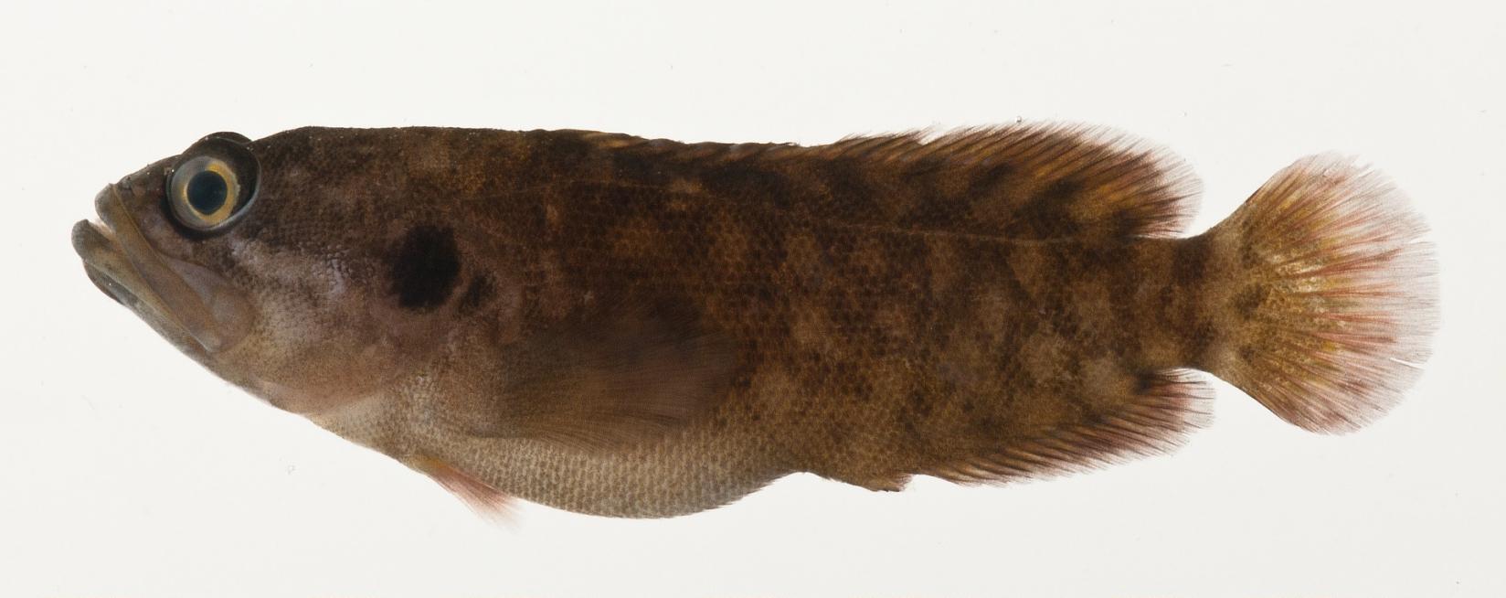ภาพ ปลากะรังจิ๋ว brederi (Pseudogramma brederi)