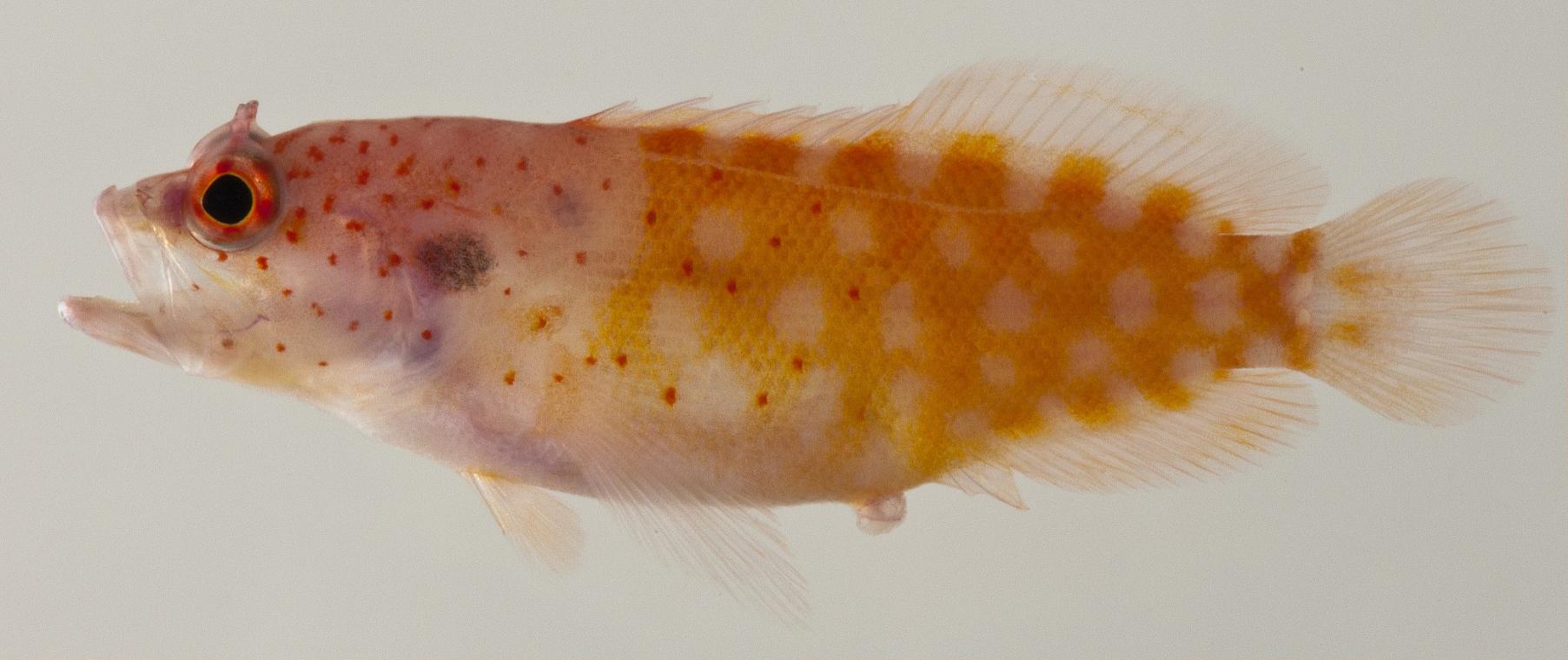 ภาพ ปลากะรังจิ๋วเหลือง (Pseudogramma xantha)