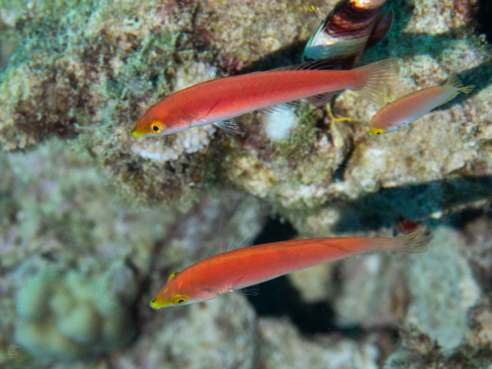 ภาพ ปลานกขุนทองฮาวาย (Pseudojuloides cerasinus)
